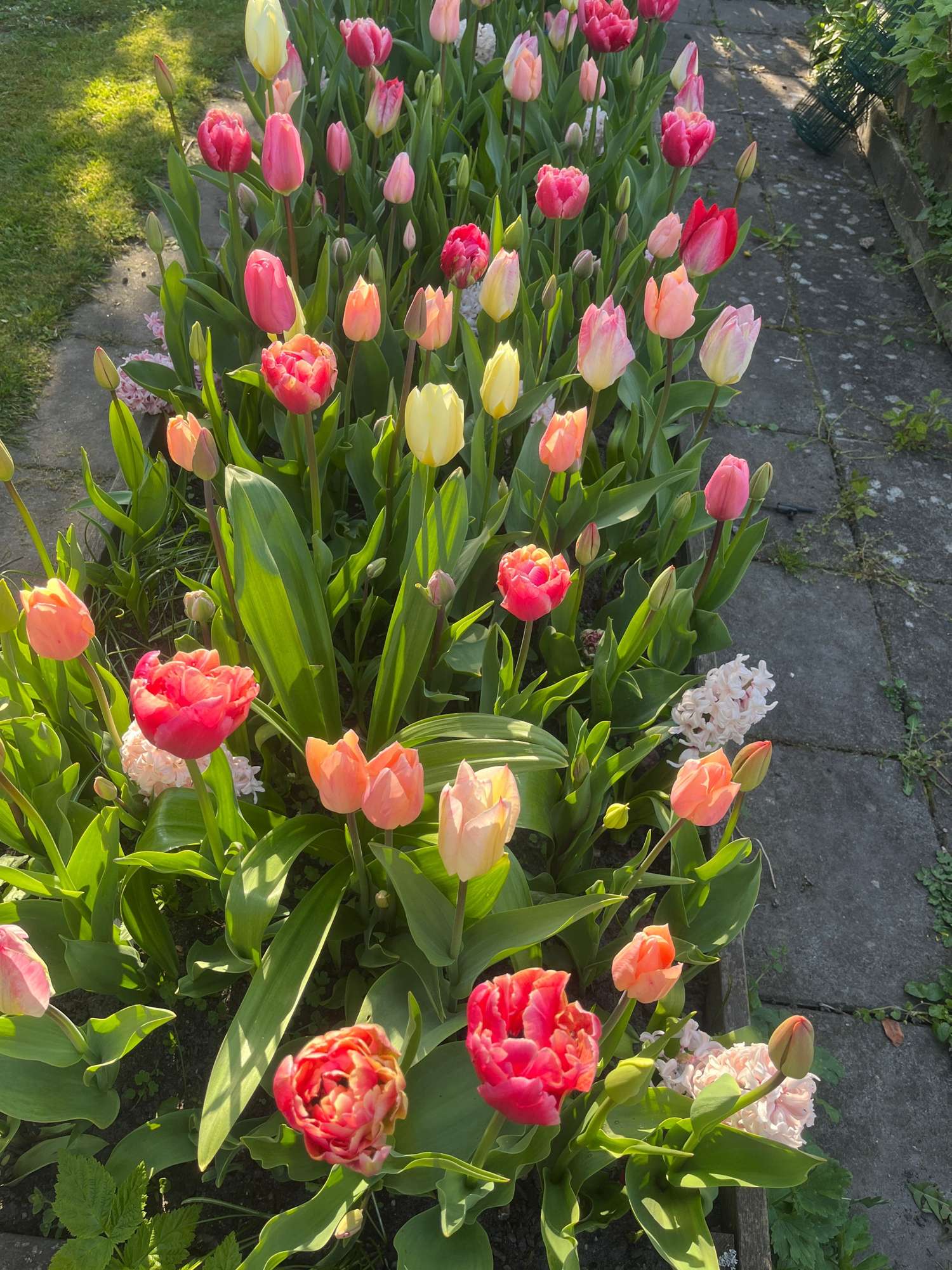 Erikoissekoitus 'Svaneke Delight'